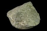 Pyrite Replaced Brachiopod (Paraspirifer) Fossil - Ohio #135563-1